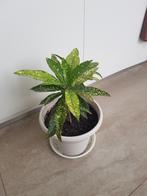 Mooie  plant met pot ., Maison & Meubles, Plantes d'intérieur, Enlèvement ou Envoi