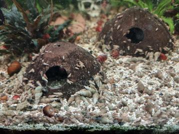 Torenslak, Dieren en Toebehoren, Vissen | Aquariumvissen, Slak of Weekdier