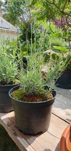 Lavendel Hidcote nog 2 stuks beschikbaar! Prijs/stuk, Ophalen