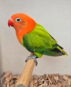 Groene Opaline/Ino Fischeri Man 2025 met Dna, Dieren en Toebehoren, Vogels | Parkieten en Papegaaien, Mannelijk, Dwergpapegaai of Agapornis