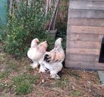 Brahma groothoender zalm hennen mei 2025, Dieren en Toebehoren, Pluimvee