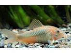 Corydoras, Dieren en Toebehoren, Vissen | Aquariumvissen, Vis, Zoetwatervis, Schoolvis