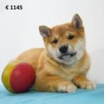 Chiots Shiba Inu à vendre (belges), Animaux & Accessoires, Commerçant, Autres races, 8 à 15 semaines, Plusieurs