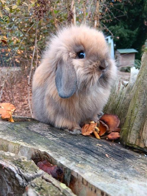 Raszuivere Nederlandse dwerg hangoor, Animaux & Accessoires, Lapins, Nain, Plusieurs animaux, 0 à 2 ans, Oreilles tombantes