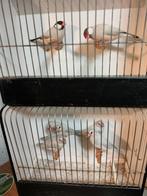 Rijstvogels, Meerdere dieren, Tropenvogel, Geringd