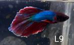 Betta mannen, Dieren en Toebehoren, Vis, Zoetwatervis