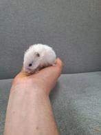 Jonge goudhamsters, handtam, verschillende kleurtjes, Dieren en Toebehoren, Oktober, Hamster, Tam