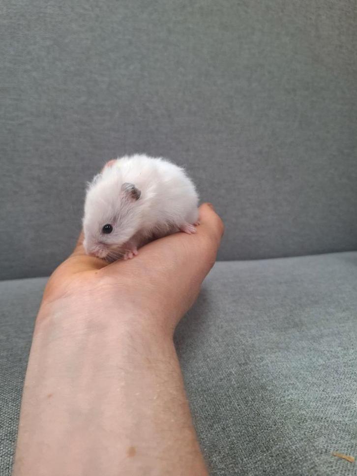 Jonge goudhamsters, handtam, verschillende kleurtjes, Dieren en Toebehoren, Knaagdieren, Hamster, Oktober, Tam