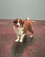 australische  herder pups, Parvo, België, 8 tot 15 weken, Teef