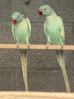 Halsbandparkiet, Dieren en Toebehoren