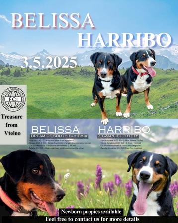 Les Chiots de Appenzell, Dieren en Toebehoren, Honden | Herdershonden en Veedrijvers, Fokker | Hobbymatig, Overige rassen, 8 tot 15 weken