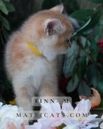British Shorthair Golden Chinchilla, Meerdere dieren, Met stamboom, 0 tot 2 jaar