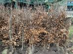 Fagus Sylvatica ( haagplanten ), Tuin en Terras, Ophalen of Verzenden, Haagbeuk, Haag