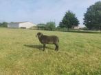 Ram, Animaux & Accessoires, Moutons, Chèvres & Cochons