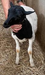 Dorper lam (ram), Animaux & Accessoires, Moutons, Chèvres & Cochons
