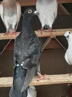 Kleur post duiven, Dieren en Toebehoren, Vogels | Duiven