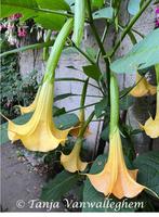 Gele Brugmansia planten (Enkelbloemig), Tuin en Terras, Planten | Tuinplanten, Volle zon, Vaste plant, Zomer, Ophalen