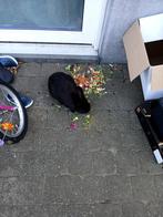 2 vrouwtjes konijnen te koop, Dieren en Toebehoren, Konijnen