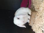 Mini lopjes, Dieren en Toebehoren, Knaagdieren, Juni, Mannelijk, Overige typen