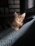 kitten, Dieren en Toebehoren, Poes, Met stamboom, 0 tot 2 jaar