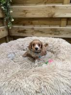 Prachtige maltipoo pups (maltezer x toy poedel), Parvo, België, Overige rassen, 8 tot 15 weken