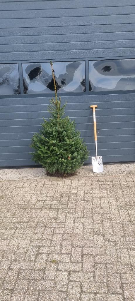 Picea omorika / Servische spar: Groothandel of Particulier, Tuin en Terras, Planten | Bomen, Overige soorten, 100 tot 250 cm, Halfschaduw