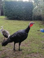 Kalkoen man, Dieren en Toebehoren, Kalkoen