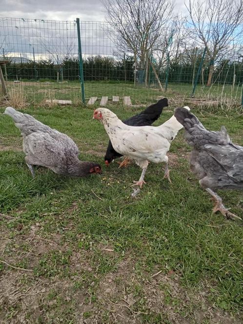 Hennen luikse vechter - Shamo te koop, Dieren en Toebehoren, Pluimvee, Kip, Vrouwelijk