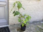 Vijgeboom, Tuin en Terras, Ophalen, Volle zon, Vaste plant, Zomer