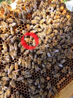 Koninginnebij, Dieren en Toebehoren