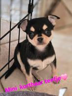 Prachtige lang en kortharige chihuahua pups., Dieren en Toebehoren, Honden | Chihuahua's en Gezelschapshonden, België, Fokker | Hobbymatig