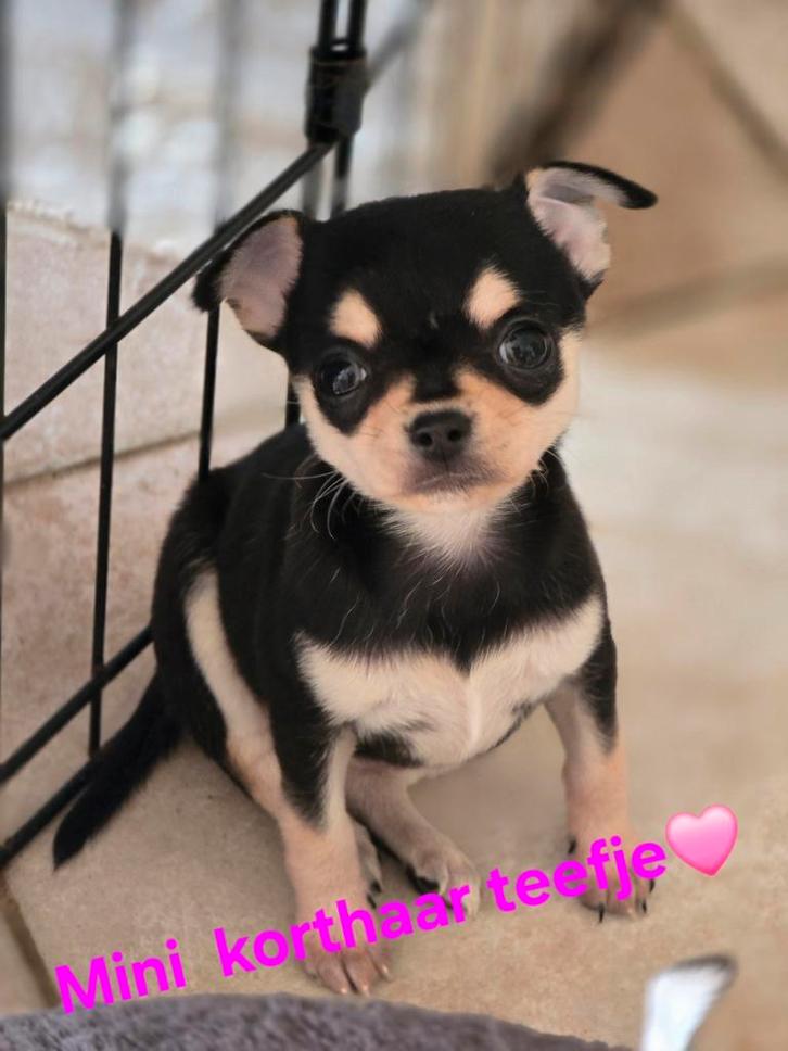 Prachtige lang en kortharige chihuahua pups., Dieren en Toebehoren, Honden | Chihuahua's en Gezelschapshonden, Meerdere dieren