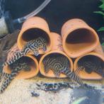 7 stuks L173b, Dieren en Toebehoren, Vissen | Aquariumvissen