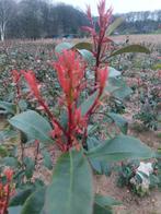 Photinia Red Robin/Volcan Photinia, Jardin & Terrasse, Plantes | Arbustes & Haies, Enlèvement, Autres espèces, Haie, 100 à 250 cm