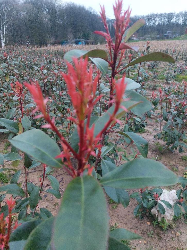 Photinia Red Robin/ Photinia Volcano, Tuin en Terras, Planten | Struiken en Hagen, Haag, Overige soorten, 100 tot 250 cm, Ophalen