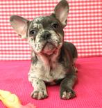 Des chiots bouledogues français super mignons !, Animaux & Accessoires, Chiens | Bouledogues, Pinschers & Molossoïdes, 15 semaines à 1 an