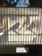 Agaat geel mosaiek, Dieren en Toebehoren