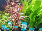 Hobbyaquarium planten uitzoeken uit het gehele assortiment, Dieren en Toebehoren, Vissen | Aquariumvissen