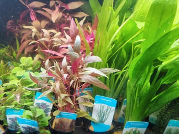 Hobbyaquarium planten uitzoeken uit het gehele assortiment  beschikbaar voor biedingen