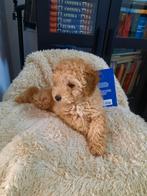 Poedels puppy's, Poedel, België, Fokker | Hobbymatig, Reu