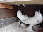 Gense Kroppers, Dieren en Toebehoren, Vogels | Duiven, Meerdere dieren, Kropper