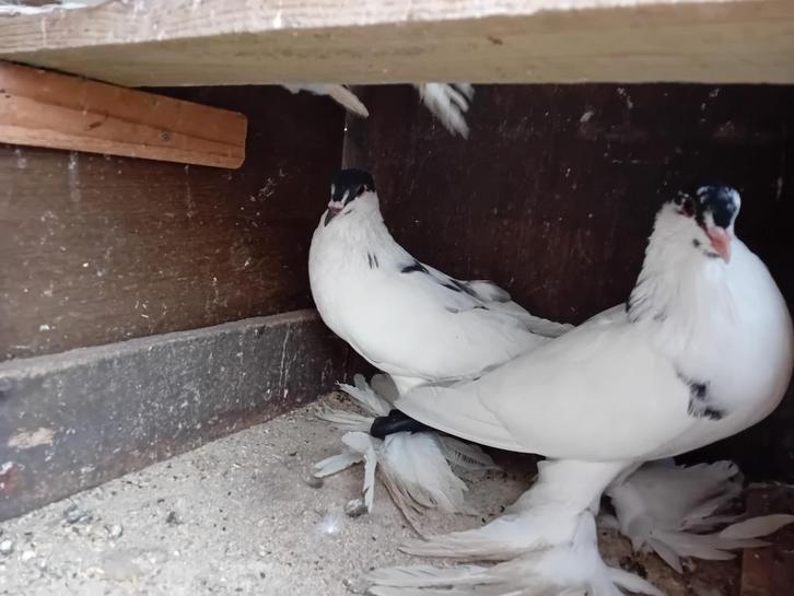 Gense Kroppers, Dieren en Toebehoren, Vogels | Duiven, Kropper, Meerdere dieren