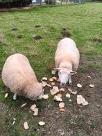 ooi van 3 jaar oud, Dieren en Toebehoren, Vrouwelijk, Schaap, 3 tot 5 jaar