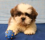 Supermooie Shih-tzu pups!, 15 weken tot 1 jaar, Overige rassen, Buitenland, CDV (hondenziekte)