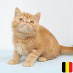 Exotic Shorthair kittens te koop (Belgisch), Dieren en Toebehoren, Katten en Kittens | Raskatten | Korthaar, Gechipt, Meerdere dieren