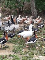 Kwakers butterscot, Meerdere dieren, Eend