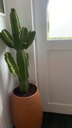 Cactus met stenen pot, Enlèvement, Cactus