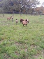 Prachtige kameroen schapen ooien, Dieren en Toebehoren, Schapen, Geiten en Varkens, Meerdere dieren, Schaap, 0 tot 2 jaar