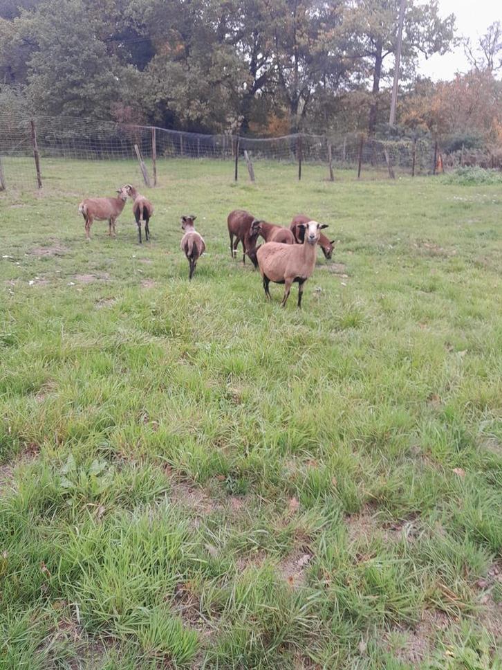 Prachtige kameroen schapen ooien, Dieren en Toebehoren, Schapen, Geiten en Varkens, Schaap, Meerdere dieren, 0 tot 2 jaar
