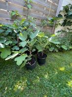 Vijgenstekken Brown Turkey, Tuin en Terras, Planten | Struiken en Hagen, Ophalen